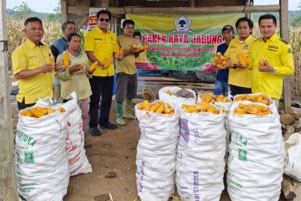 Ketua DPD Partai Golkar Way Kanan Hadiri Panen Raya Jagung di Kecamatan Baradatu