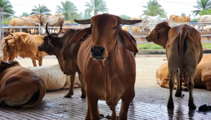 Lampung Timur Jadi Daerah dengan Pemotongan Sapi Kurban Terbanyak pada Iduladha 2026